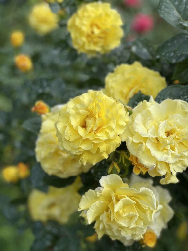 Blütenpracht bei Planten un Blomen