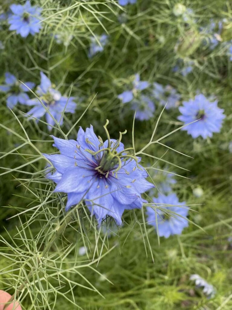 Blumenpracht bei Planten un Blomen